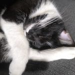 Vicky   Chat de gouttière (Commun) Femelle - Garde d'animaux à domicile