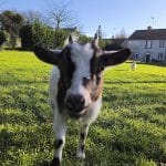 Utopia   Naine Femelle - Garde d'animaux à domicile