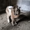 Images de profil de Elena - Blooming Pets - Petsitting et garde d'animaux à domicile