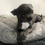 P.   Chihuahua Mâle stérilisé - Garde d'animaux à domicile