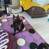 Images de profil de Angie - Blooming Pets - Petsitting et garde d'animaux à domicile