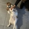 Images de profil de Angie - Blooming Pets - Petsitting et garde d'animaux à domicile