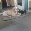 Images de profil de Angie - Blooming Pets - Petsitting et garde d'animaux à domicile