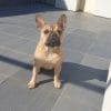 Images de profil de Angie - Blooming Pets - Petsitting et garde d'animaux à domicile