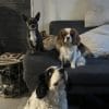 Images de profil de Angie - Blooming Pets - Petsitting et garde d'animaux à domicile