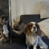 Images de profil de Angie - Blooming Pets - Petsitting et garde d'animaux à domicile