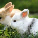 Image de profil de Cécile - Blooming Pets - Petsitting et garde d'animaux à domicile