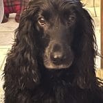 Loumy   Cocker Anglais Mâle - Garde d'animaux à domicile