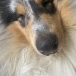 Aslan   Colley à poil long (Rough Collie) Mâle - Garde d'animaux à domicile