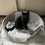 Ursula   Chat de gouttière (Commun) Femelle - Garde d'animaux à domicile