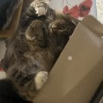 Twisty   Maine Coon Mâle stérilisé - Garde d'animaux à domicile