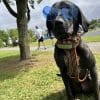 Images de profil de Juliette - Blooming Pets - Petsitting et garde d'animaux à domicile