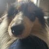 Images de profil de Juliette - Blooming Pets - Petsitting et garde d'animaux à domicile