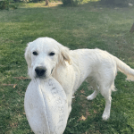 CESAR   Golden Retriever Mâle - Garde d'animaux à domicile