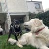 Images de profil de basile - Blooming Pets - Petsitting et garde d'animaux à domicile