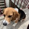 Images de profil de basile - Blooming Pets - Petsitting et garde d'animaux à domicile