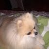 Images de profil de basile - Blooming Pets - Petsitting et garde d'animaux à domicile