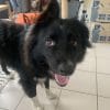 Images de profil de basile - Blooming Pets - Petsitting et garde d'animaux à domicile