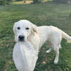 Images de profil de basile - Blooming Pets - Petsitting et garde d'animaux à domicile