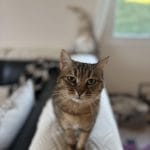 Lili   Chat de gouttière (Commun) Femelle - Garde d'animaux à domicile