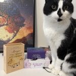Lulu   Chat de gouttière (Commun) Mâle stérilisé - Garde d'animaux à domicile