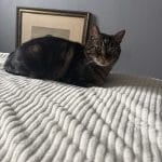 Max   European Shorthair (Européen) Mâle - Garde d'animaux à domicile