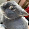 Images de profil de Dwuene - Blooming Pets - Petsitting et garde d'animaux à domicile