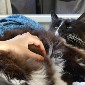 Images de profil de Sarah - Blooming Pets - Petsitting et garde d'animaux à domicile
