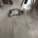 Nuage   Bélier nain Mâle - Garde d'animaux à domicile