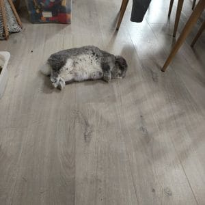 Images de profil de Julie - Blooming Pets - Petsitting et garde d'animaux à domicile
