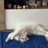 Images de profil de Maelys - Blooming Pets - Petsitting et garde d'animaux à domicile