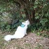 Images de profil de Maelys - Blooming Pets - Petsitting et garde d'animaux à domicile