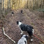Ultra   Berger Australien Femelle - Garde d'animaux à domicile