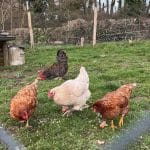 Poule   Alsace Femelle - Garde d'animaux à domicile