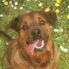 Images de profil de Celine - Blooming Pets - Petsitting et garde d'animaux à domicile