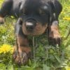 Images de profil de Celine - Blooming Pets - Petsitting et garde d'animaux à domicile