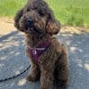 Images de profil de Celine - Blooming Pets - Petsitting et garde d'animaux à domicile
