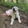Images de profil de Celine - Blooming Pets - Petsitting et garde d'animaux à domicile