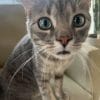 Images de profil de Celine - Blooming Pets - Petsitting et garde d'animaux à domicile
