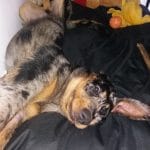 Oakley blue   Berger de Beauce (Beauceron) Femelle - Garde d'animaux à domicile