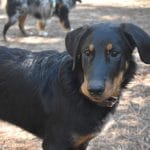 Target   Berger de Beauce (Beauceron) Femelle - Garde d'animaux à domicile