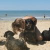 Images de profil de Pet services - Blooming Pets - Petsitting et garde d'animaux à domicile
