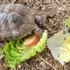 Images de profil de Karine - Blooming Pets - Petsitting et garde d'animaux à domicile