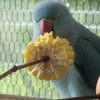 Images de profil de Karine - Blooming Pets - Petsitting et garde d'animaux à domicile