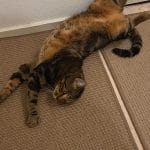 Simba   European Shorthair (Européen) Mâle - Garde d'animaux à domicile