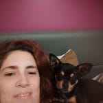 Stitch   Chihuahua Mâle - Garde d'animaux à domicile