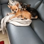Victoire   Chihuahua Femelle - Garde d'animaux à domicile
