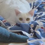 Zephyre   European Shorthair (Européen) Femelle - Garde d'animaux à domicile