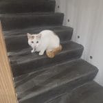 Tiplouf   European Shorthair (Européen) Femelle - Garde d'animaux à domicile