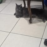 Zeus   Maine Coon Femelle - Garde d'animaux à domicile